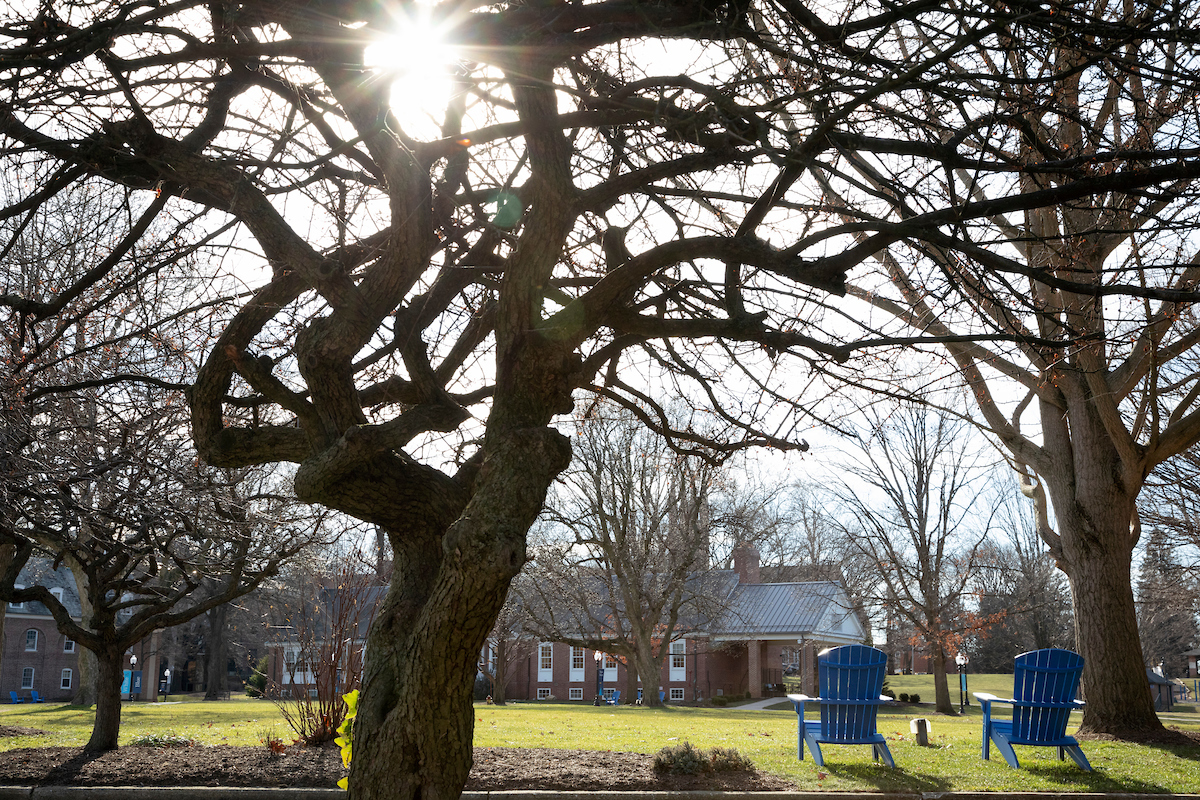 Trees on campus