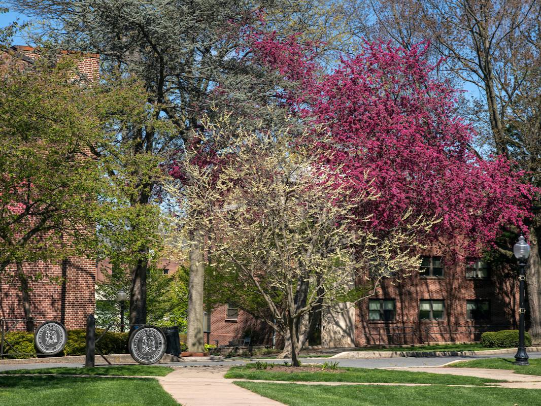 Trees on campus