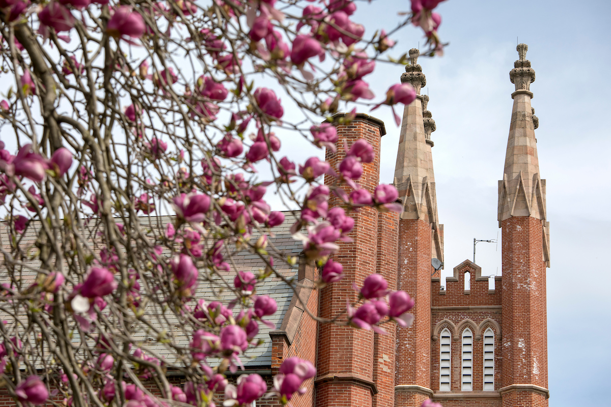 Trees on campus