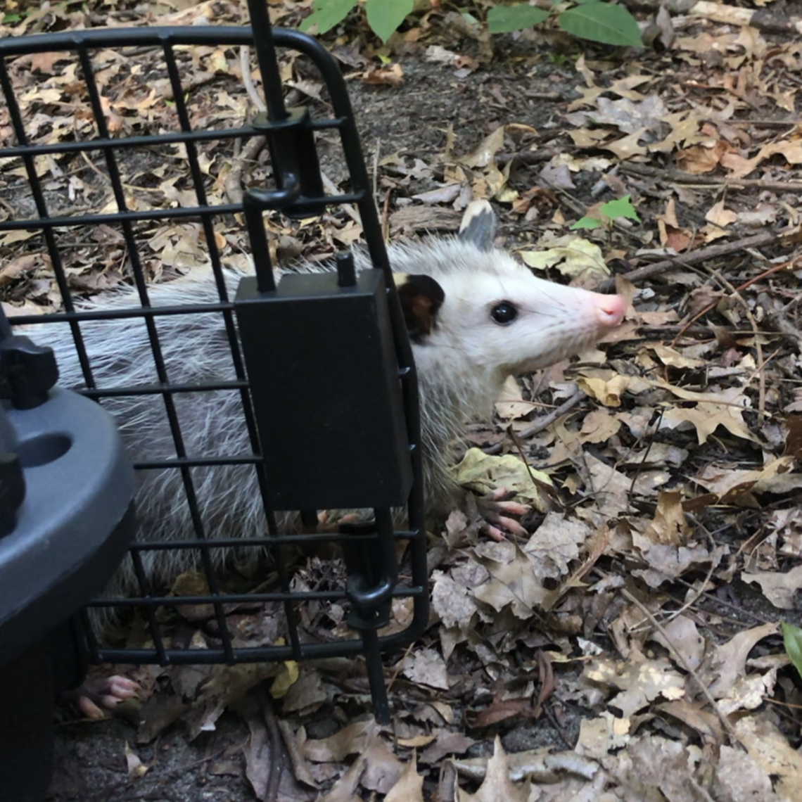 "I recently was lucky enough to have the amazing opportunity to release some opossums to their new home," Adams said.