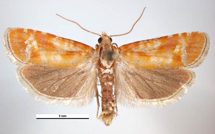 European Pine Shoot Moth Image