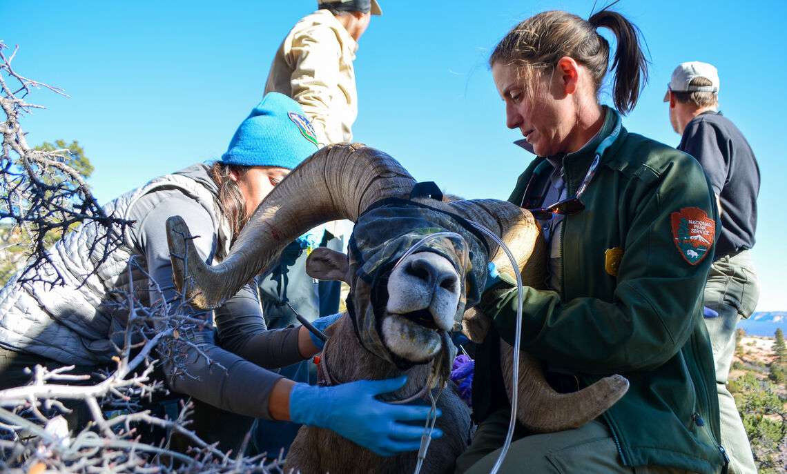 Janice Stroud-Settles 00 is the wildlife program manager for Zion National Park .