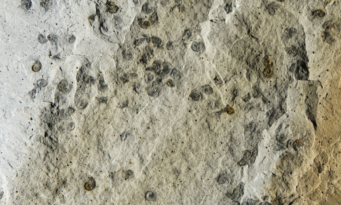 Fossil snails, Pelagiella exigua. Scatter of shells, preserved as partial molds on a rock surface representing the sea floor, about 512 million years ago. Scale bar, 1 cm.