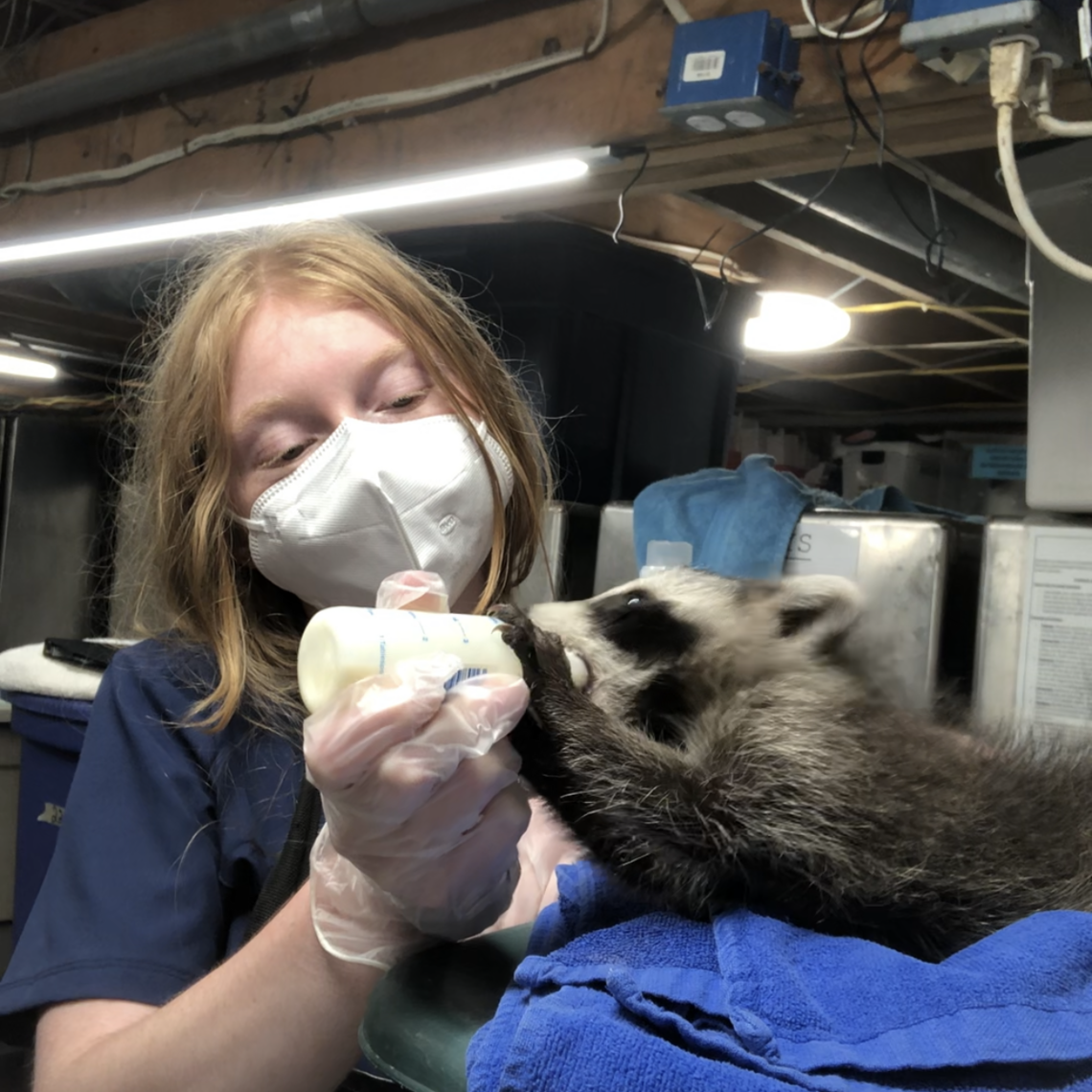"I've fallen in love with every single creature I've held â€” especially the baby raccoons," Adam said. "It makes me so happy to see them thriving and returning to their natural habitats.