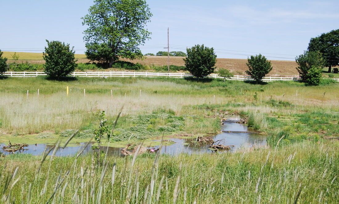 Several years after the removal of legacy sediment, the newly restored wetland atBig Spring Run is thriving.