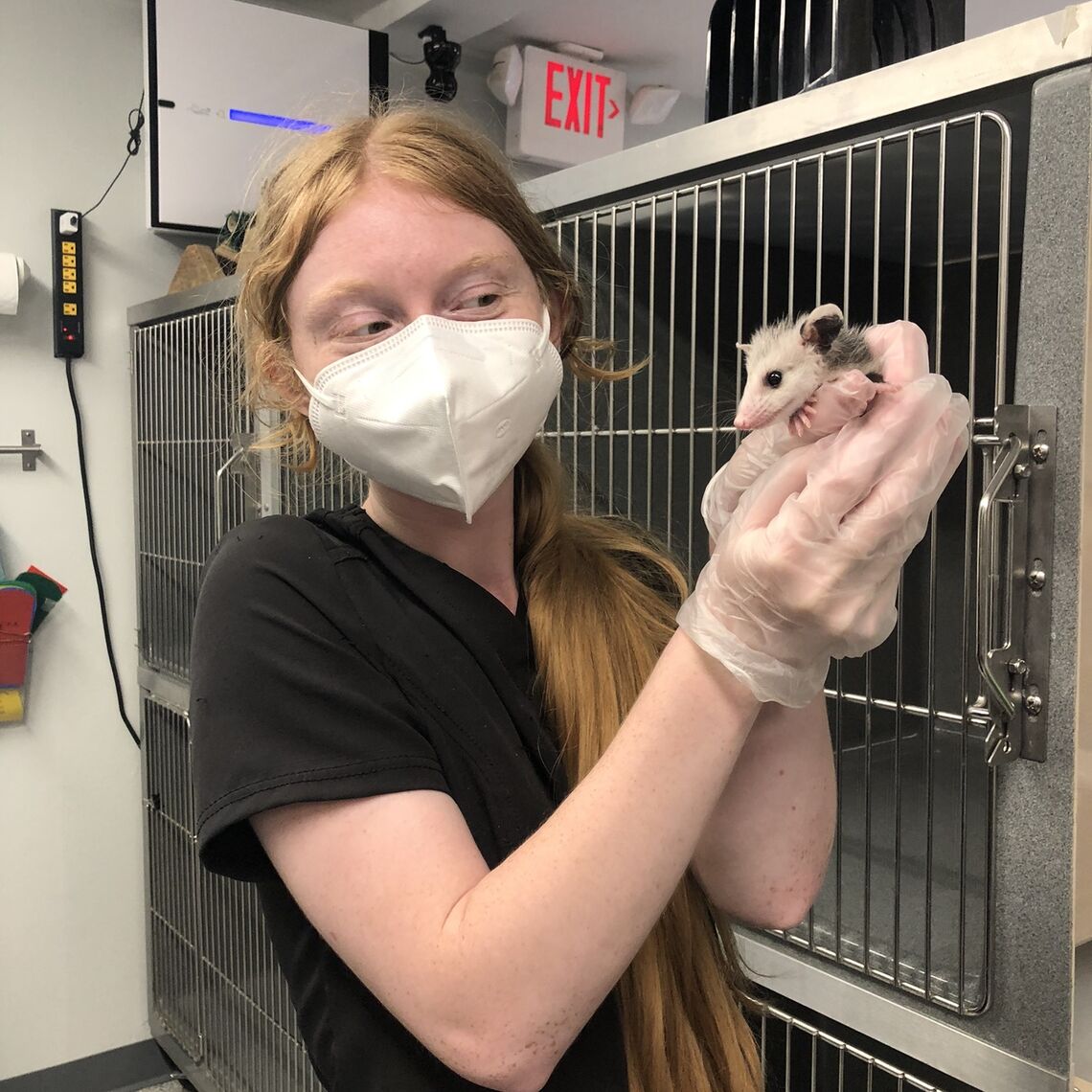 F&M biology major Mary Adams shows off some of the many animals she's working with during her internship with Woodford Cedar Run Wildlife Refuge Rehabilitation Hospital, including a baby opossum, skunk, and raccoons.